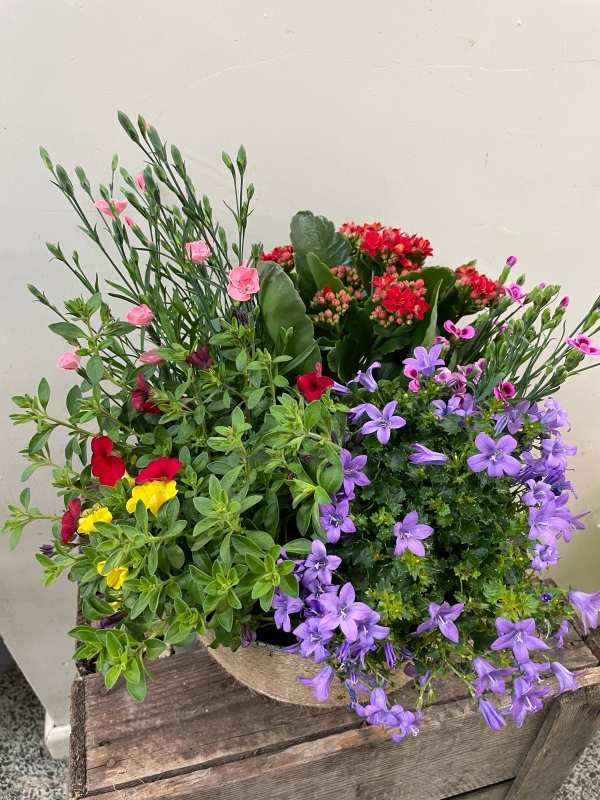 Bold Brights Planted Basket