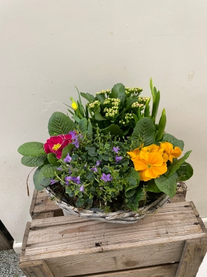 Bold Brights Planted Basket