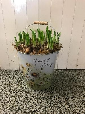 Spring daffodill bucket