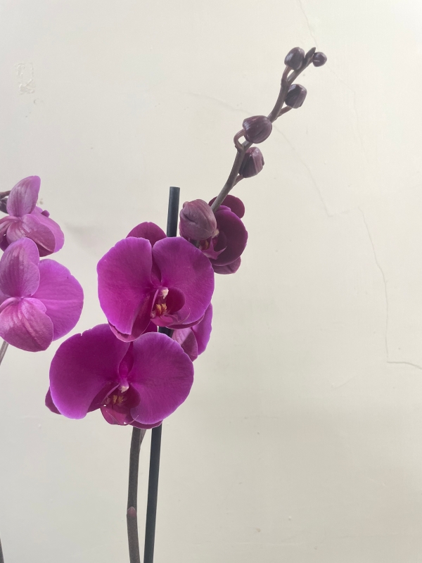 Pink Phalaenopsis Orchid