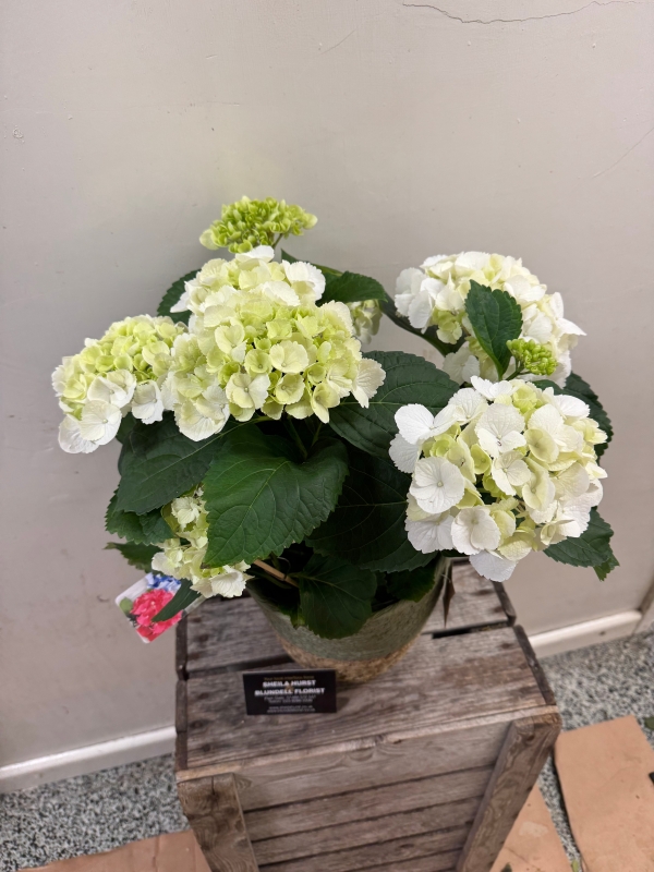 White Hydrangea Basket