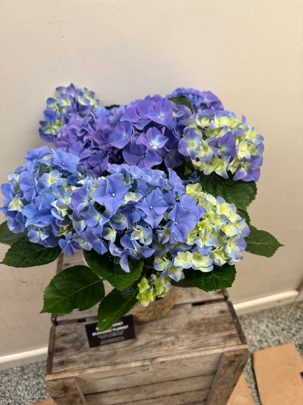 Blue Hydrangea Basket