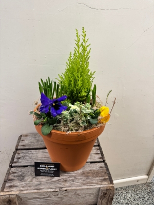 Terracotta spring planter