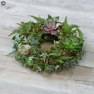 Living Succulent Wreath