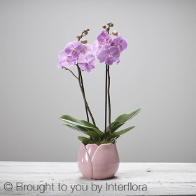 Mothers Day Orchid