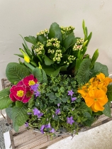 Bold Brights Planted Basket