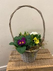 Planted basket