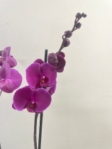 Pink Phalaenopsis Orchid