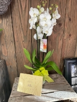 Orchid delight