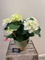 White Hydrangea Basket