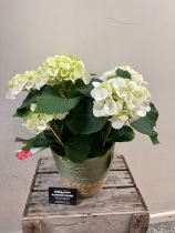 White Hydrangea Basket