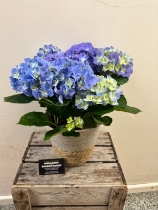 Blue Hydrangea Basket